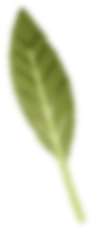 leaf-2.png